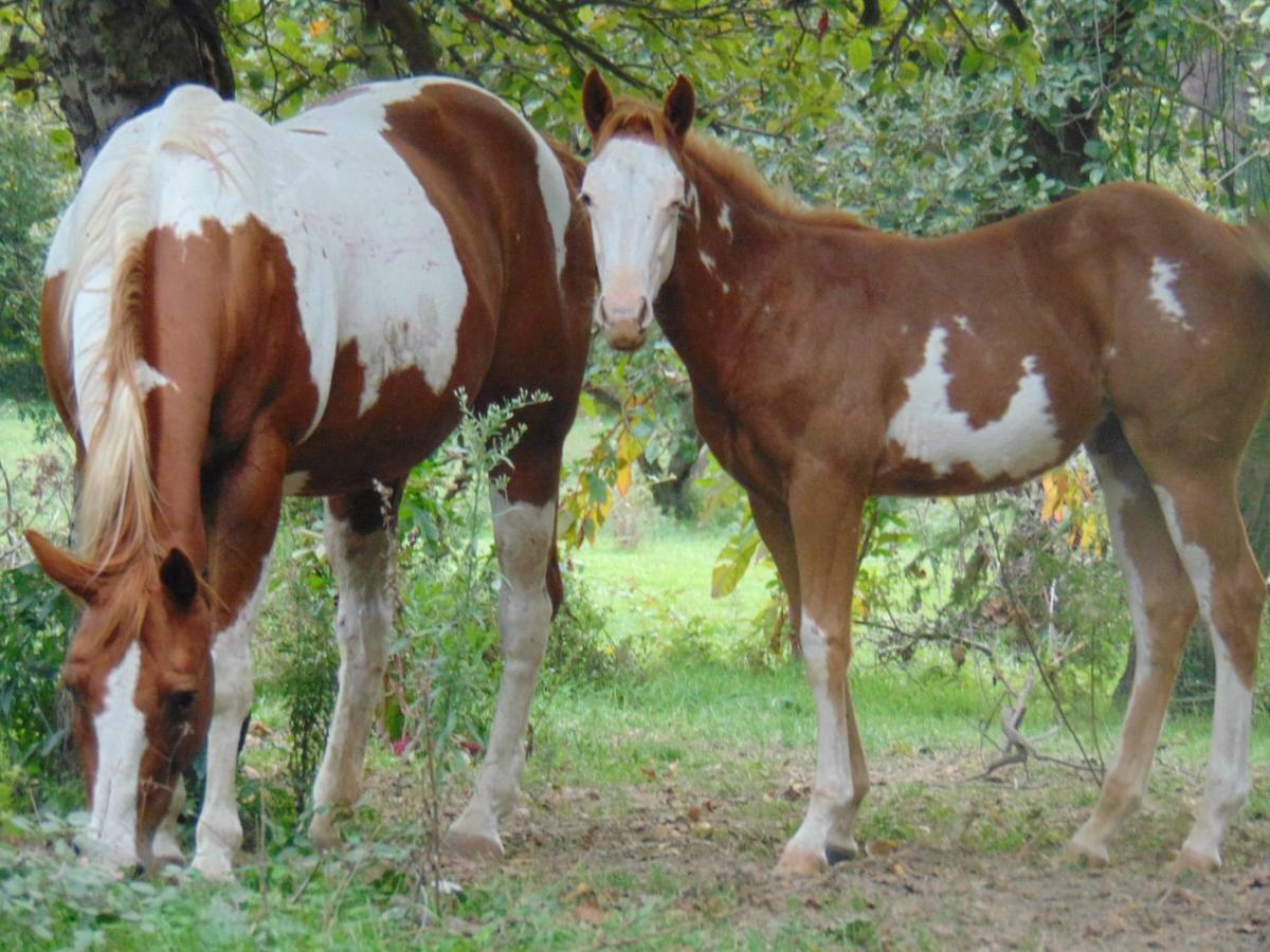 Tenuta Calidarius Baia  المظهر الخارجي الصورة